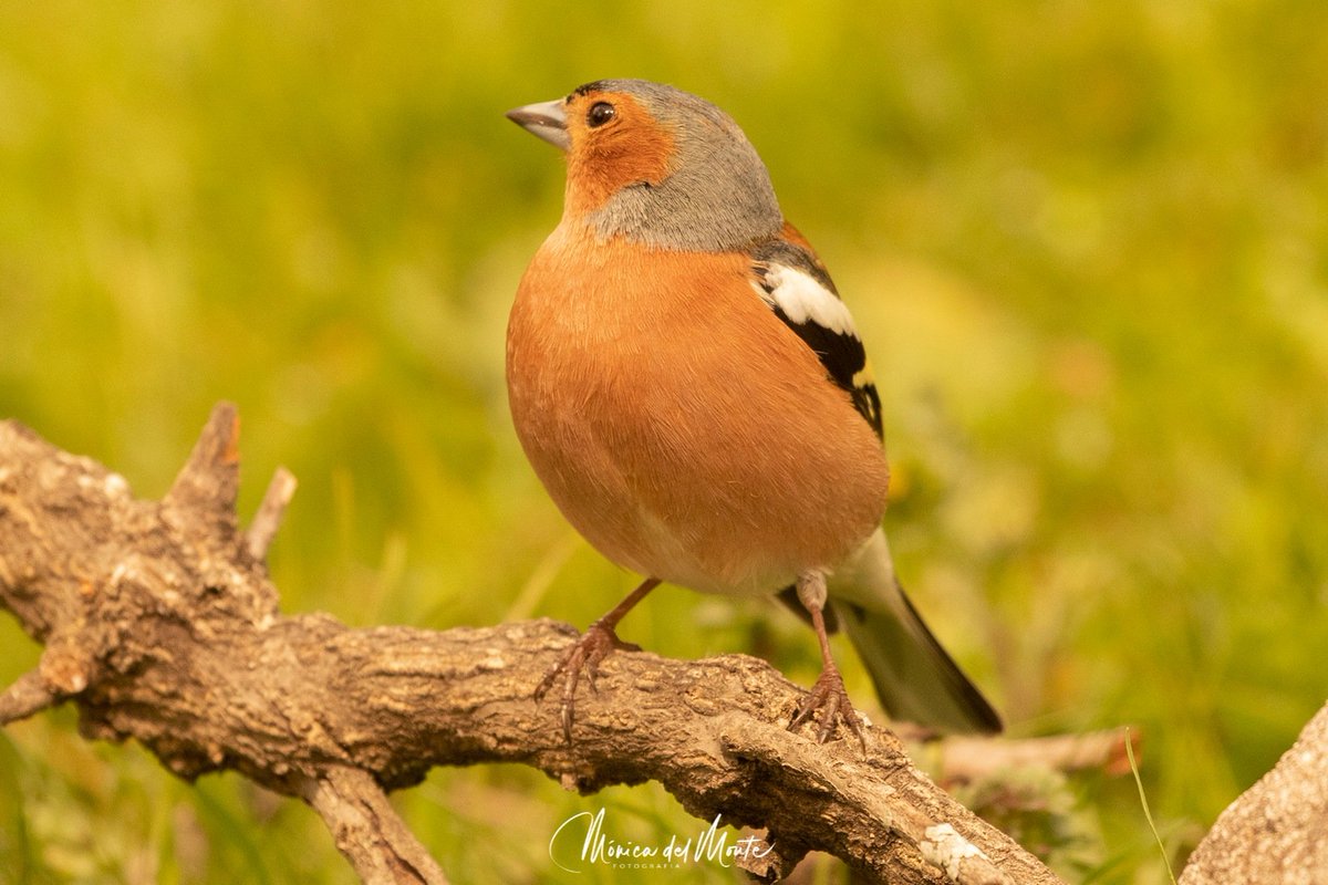 Fotografiamoni1's tweet photo. Pinzón común. Common chaffin.(Fringilla coelebs)
#pinzoncomub #commonchaffin #fringillacoelebs #paseriformes #birdwatching #birdwatchers #best_birds_planet #fever_animals #fever_natura #florayfauna_es #asi_es_fauna #asi_es_natura #wildlifephotography #wildlifephotospain https://t.co/XXFmwXQGcQ