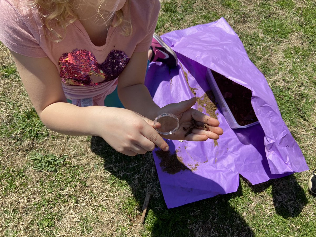 tsmith_ces's tweet photo. Mrs. Shaw’s Kindergarten class exploring soil! They even found some fun worm-y surprises in their soil! 😃 @CherokeeSchools #ILSimpact #CCSDFam @CarmelColts https://t.co/v6bydroRyr