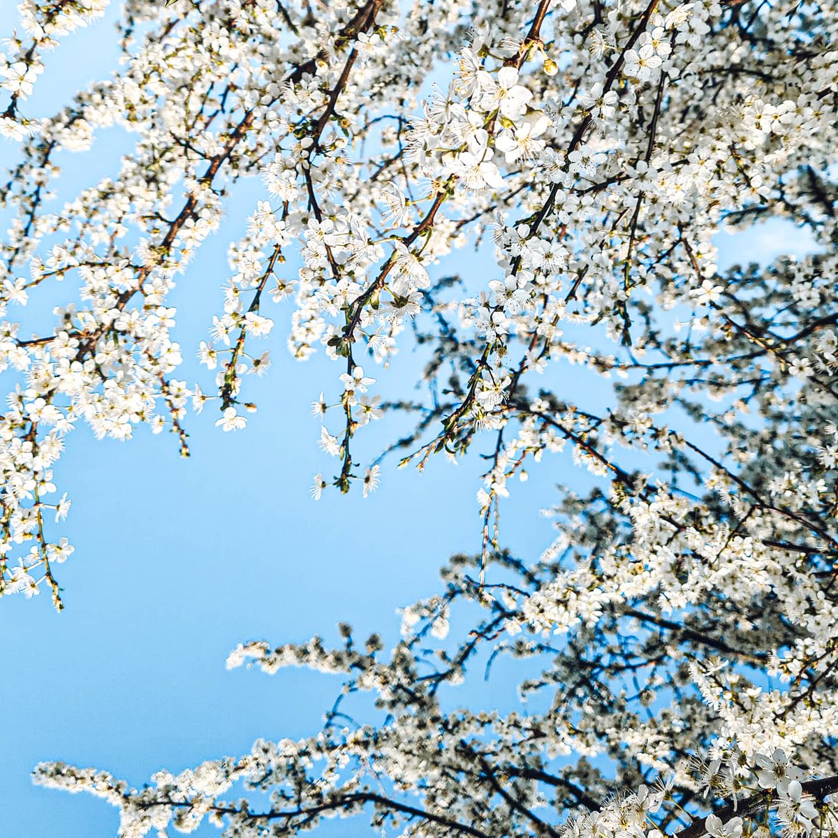 S i a n 🌱 tweet media