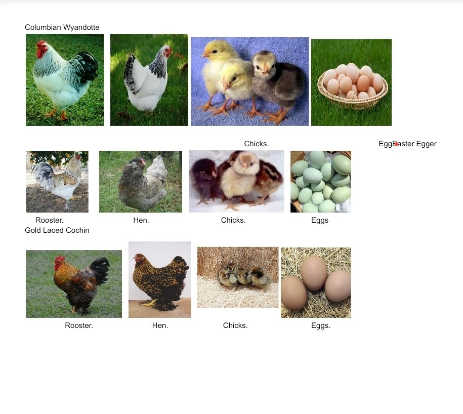 AprilJemes's tweet photo. Today we looked at pictures of each type of chicken we are incubating during our brainsmart start. During centers some children chose to write about them. Some drew pictures and wrote their name and dictated their sentence. Others copied words from our chart.  #liltrojans https://t.co/yjZBgdANkH