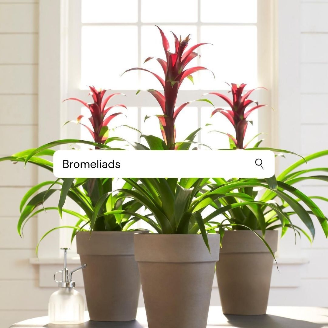 DesignsbyTTOC's tweet photo. This is a really pretty plant. Highly requested, what's your favorite plant? #letusknow #tagaplantowner #getyournextplantfromus #greenthumb https://t.co/sb534292rD