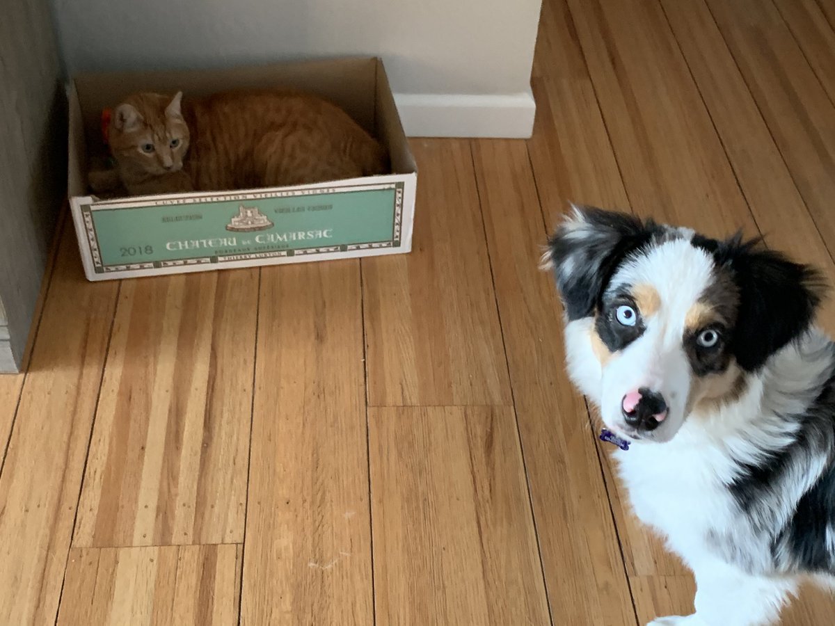 I am boycotting this atrocity of a day by pouting in my box.  I shall not be partaking in the celebrations of #NationalPuppyDay today. #NationalPuppyDay2021 <a href="/BaseballGuys/">BaseballGuys</a> #CatsOfTwitter #cats #catsrulesogsdrool