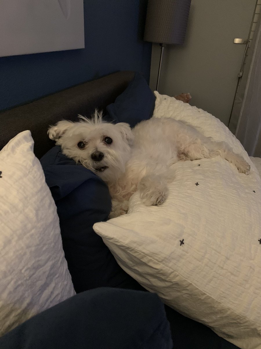 Maria_Lampman's tweet photo. My Toby! Not really a puppy anymore but still the best https://t.co/nmhz0MUbI1