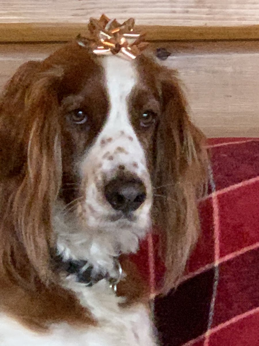 VEHarwood's tweet photo. Greeting on #NationalPuppyDay πΆ #bestbuddy #welshspaniel #landgal https://t.co/qH2yPmkG7H