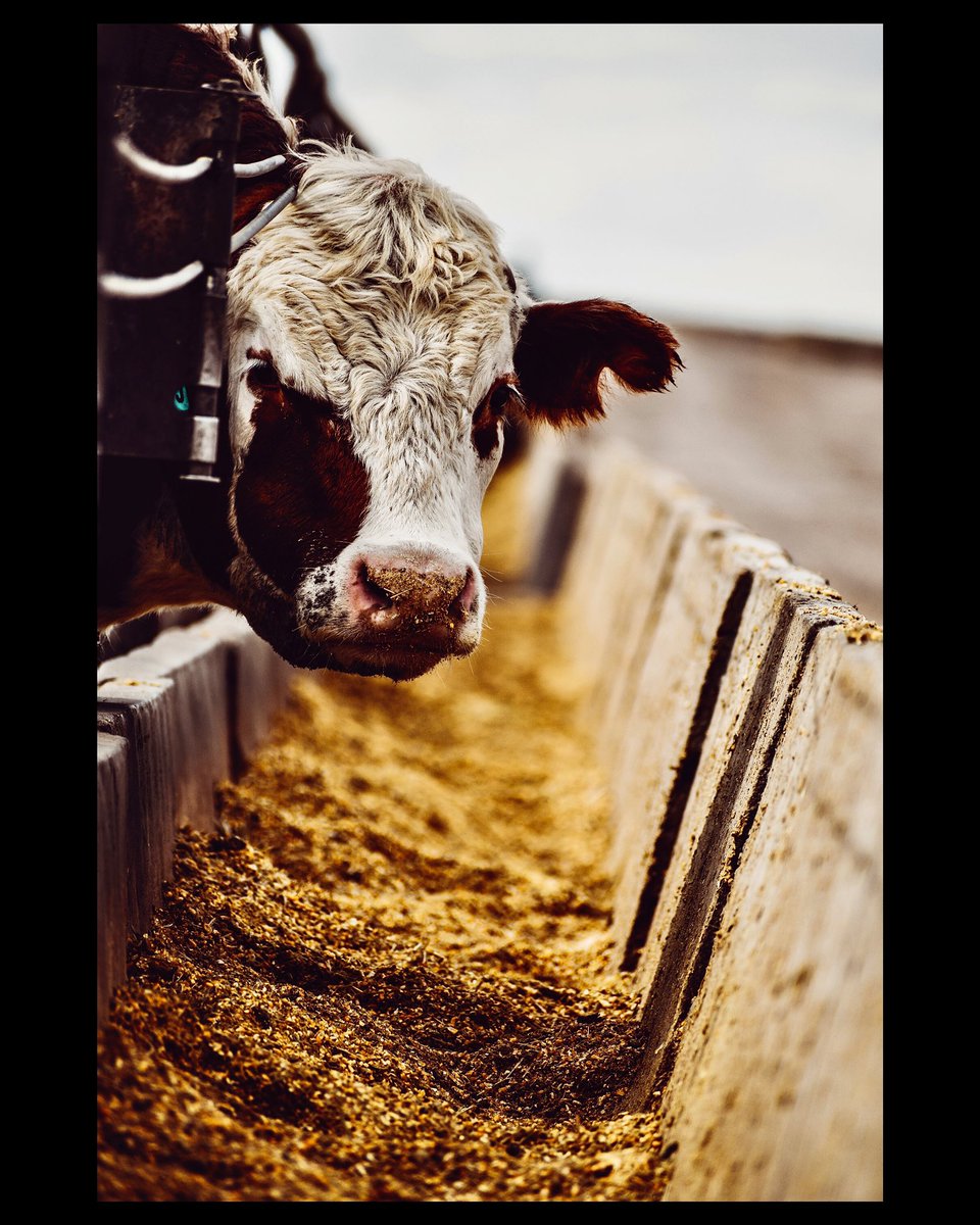 MandyCottrell's tweet photo. Happy National Ag Day 🤍 https://t.co/T59j1nC2us