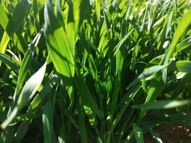 LGSeedsES's tweet photo. 🌱CEREAL🌱
Nuestro seguidor @Josemanuelparrilla nos manda estas imágenes de nuestra #cebadadeinvierno #Lagalia desde Calamocha (Teruel).
Fue sembrada el pasado 12 noviembre en secano.
¡Muchísimas gracias!

https://t.co/JeSuXv63bY https://t.co/W0ZFHhiUV3