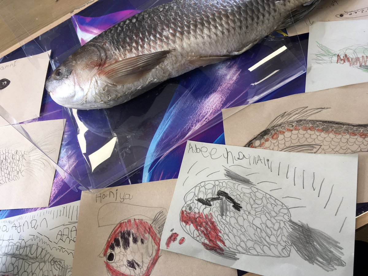 knaknakna222's tweet photo. We have some amazing artists in #EYFS @hifieldji Amazed by the fantastic observational drawings of our real fish! #EYFSArt #PACTShare https://t.co/zWq2Vw8QSa