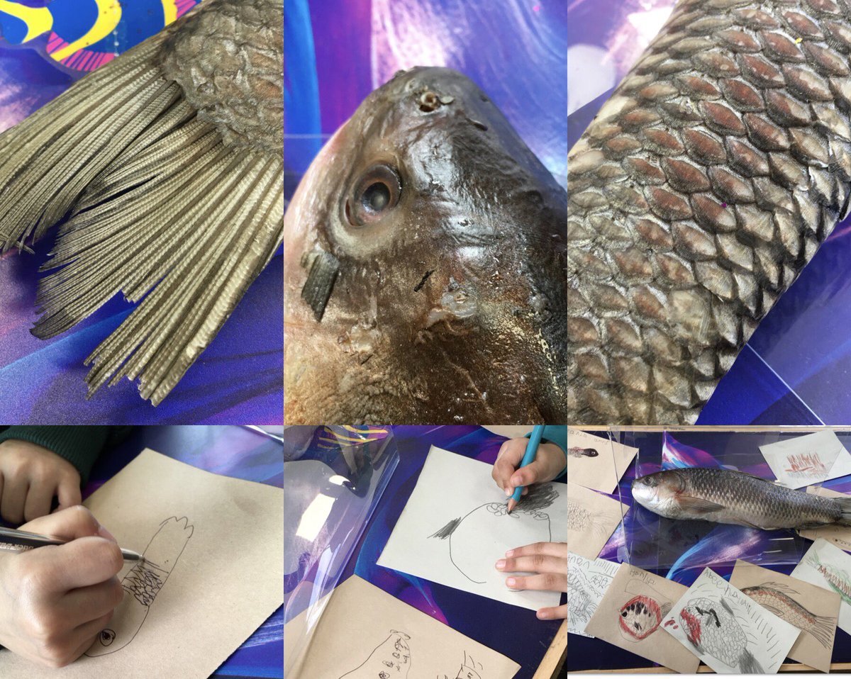 knaknakna222's tweet photo. We have some amazing artists in #EYFS @hifieldji Amazed by the fantastic observational drawings of our real fish! #EYFSArt #PACTShare https://t.co/zWq2Vw8QSa