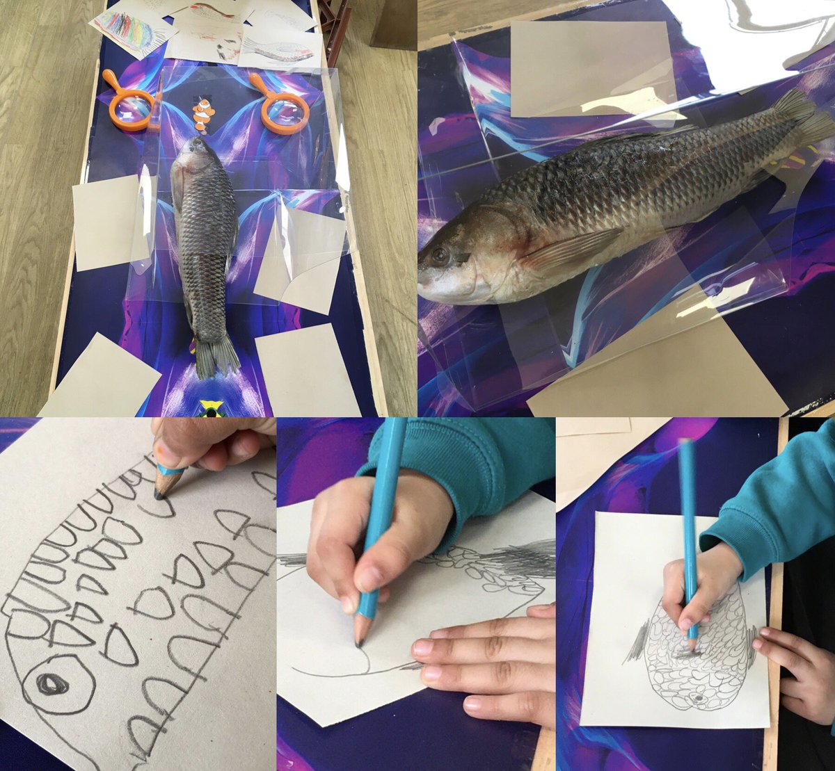 knaknakna222's tweet photo. We have some amazing artists in #EYFS @hifieldji Amazed by the fantastic observational drawings of our real fish! #EYFSArt #PACTShare https://t.co/zWq2Vw8QSa