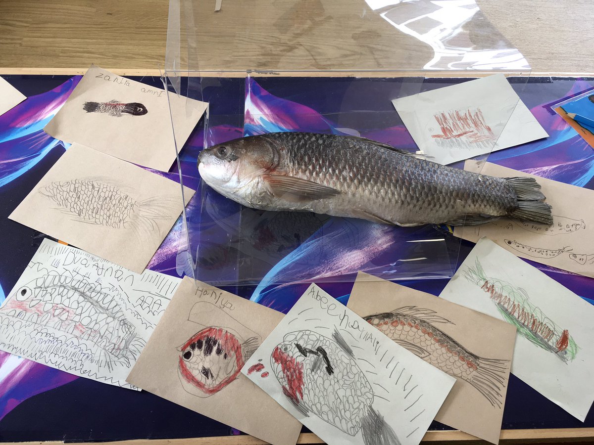 knaknakna222's tweet photo. We have some amazing artists in #EYFS @hifieldji Amazed by the fantastic observational drawings of our real fish! #EYFSArt #PACTShare https://t.co/zWq2Vw8QSa