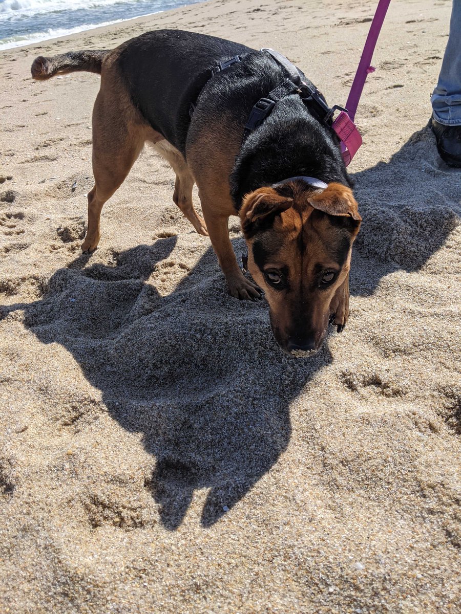 ayejaydoubleyou's tweet photo. @NJGov Like all Jersey girls, Maggie loves the beach. https://t.co/UBCrbWEOhI