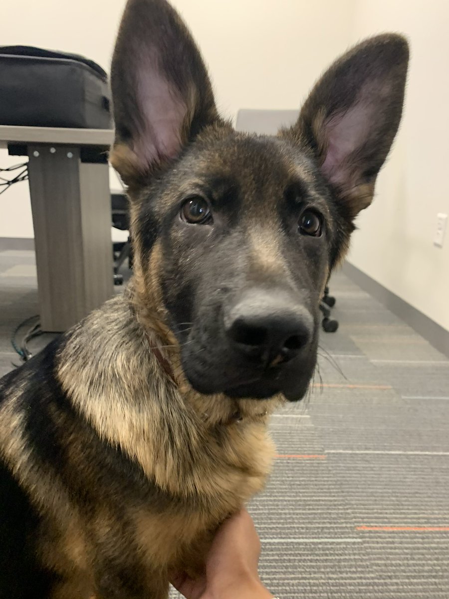 ArmyandRoche's tweet photo. Happy #NationalPuppyDay to my little guy Apollo! 🐶 https://t.co/CgPQty0lPp