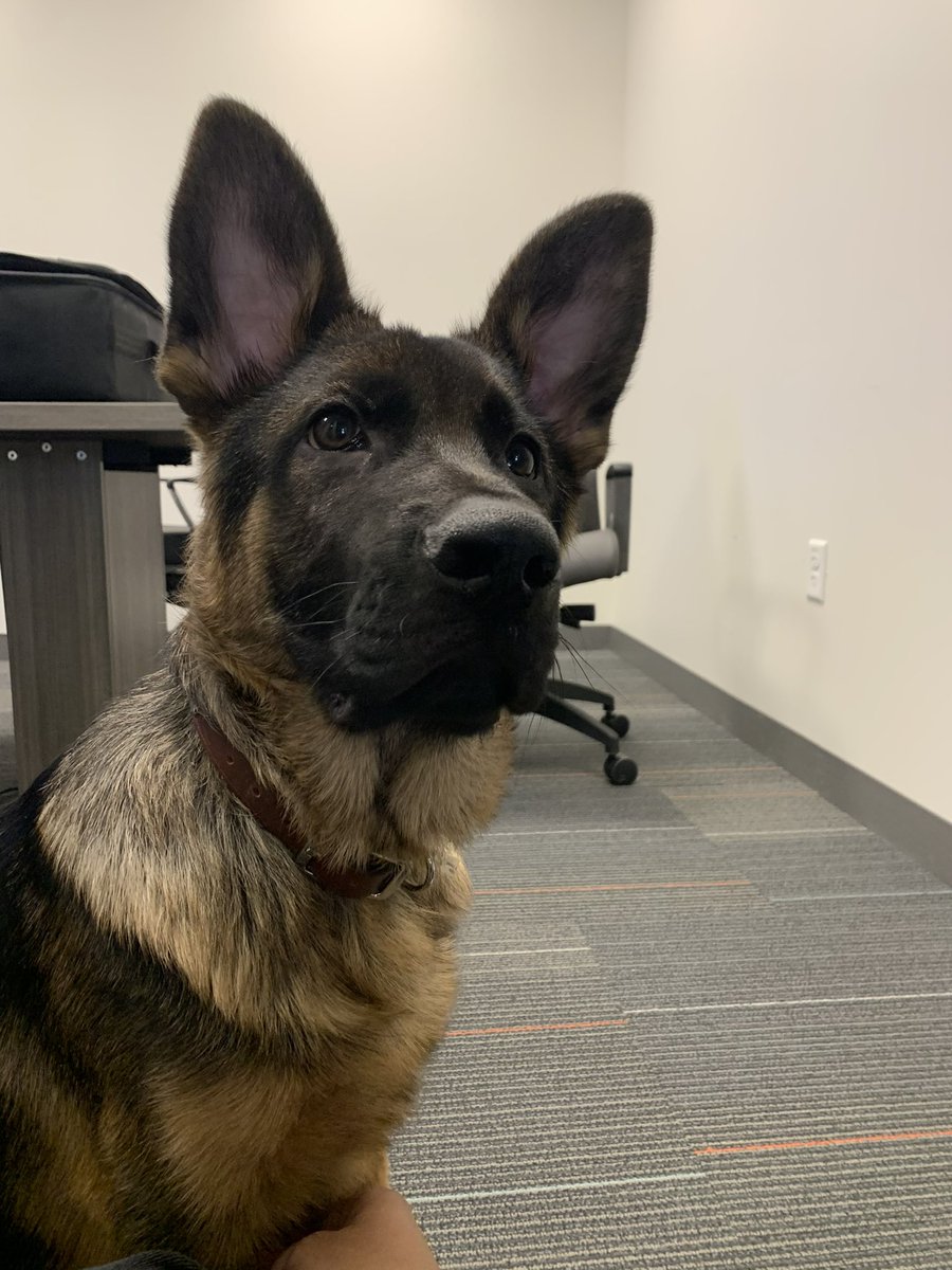 ArmyandRoche's tweet photo. Happy #NationalPuppyDay to my little guy Apollo! 🐶 https://t.co/CgPQty0lPp