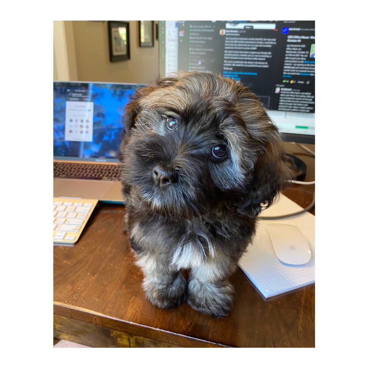 gtulevski's tweet photo. @IBM Charlie! https://t.co/fO8F1UI5At