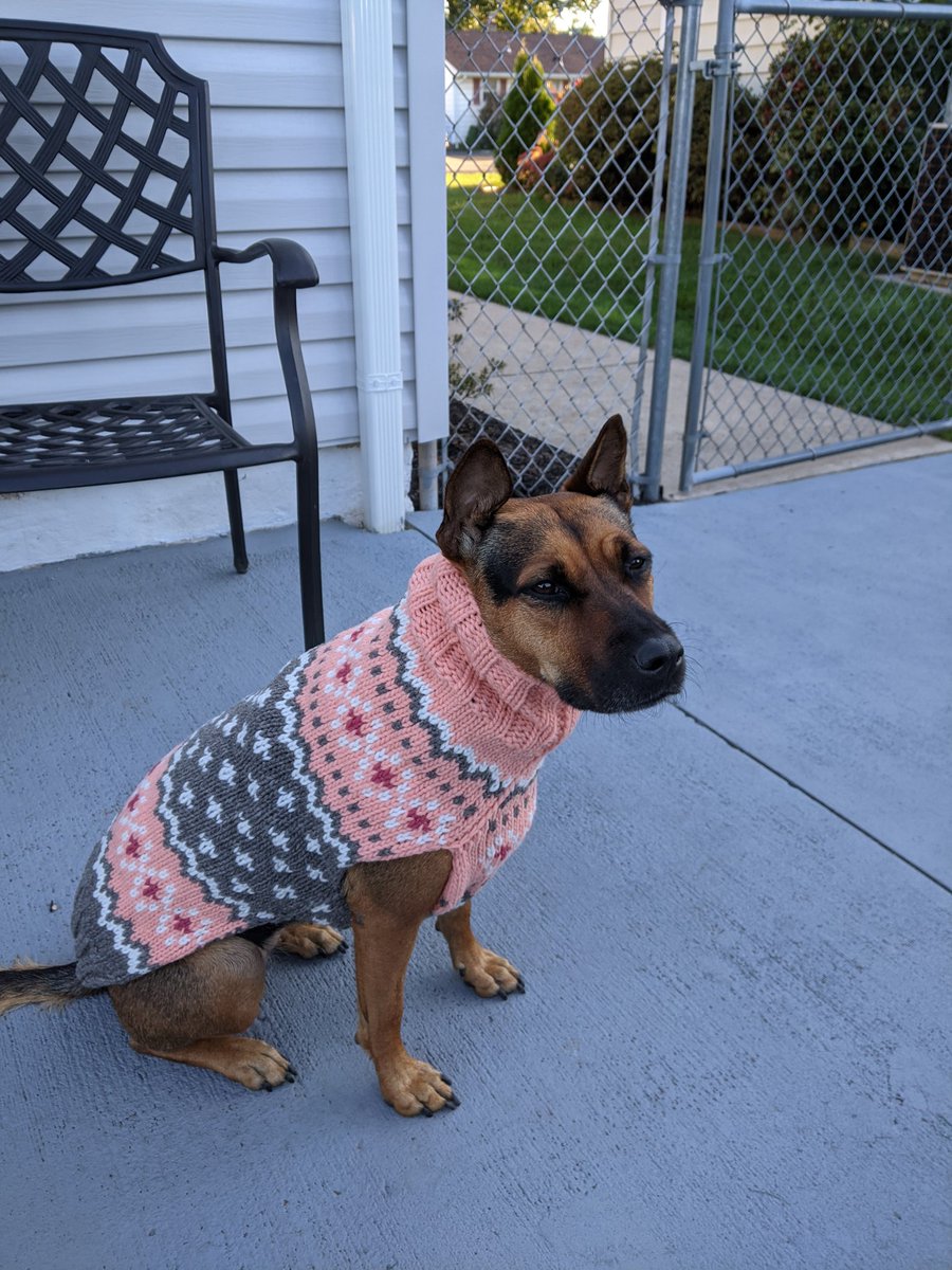 ayejaydoubleyou's tweet photo. @dog_rates Why are you laughing? Grandma got her this sweater. https://t.co/g7TN8NyTyk