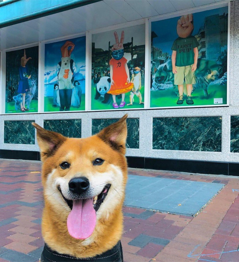 Happy #NationalPuppyDay to our favorite local celebrity! #WindowWorks

🎨 StarvingHues
📍 Main St @ Prarie St, Houston, TX 
📸 #repost <a href="/PerroJaxx/">jaxxperro</a> 
💻 HoustonMuralMap.com by <a href="/UPArtStudio1/">UP Art Studio | #CivicPrideThroughCivicArt</a> + <a href="/visibleinlight/">Visible in Light</a>

<a href="/DowntownHouston/">Downtown Houston</a> <a href="/minimurals/">minimurals</a> #houstonmurals #houston #muraltour #mural