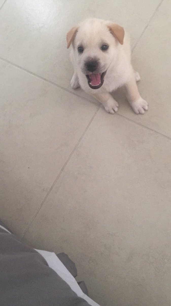 LSerrAnita's tweet photo. #nationalpuppyday https://t.co/tSsk9z9h7L