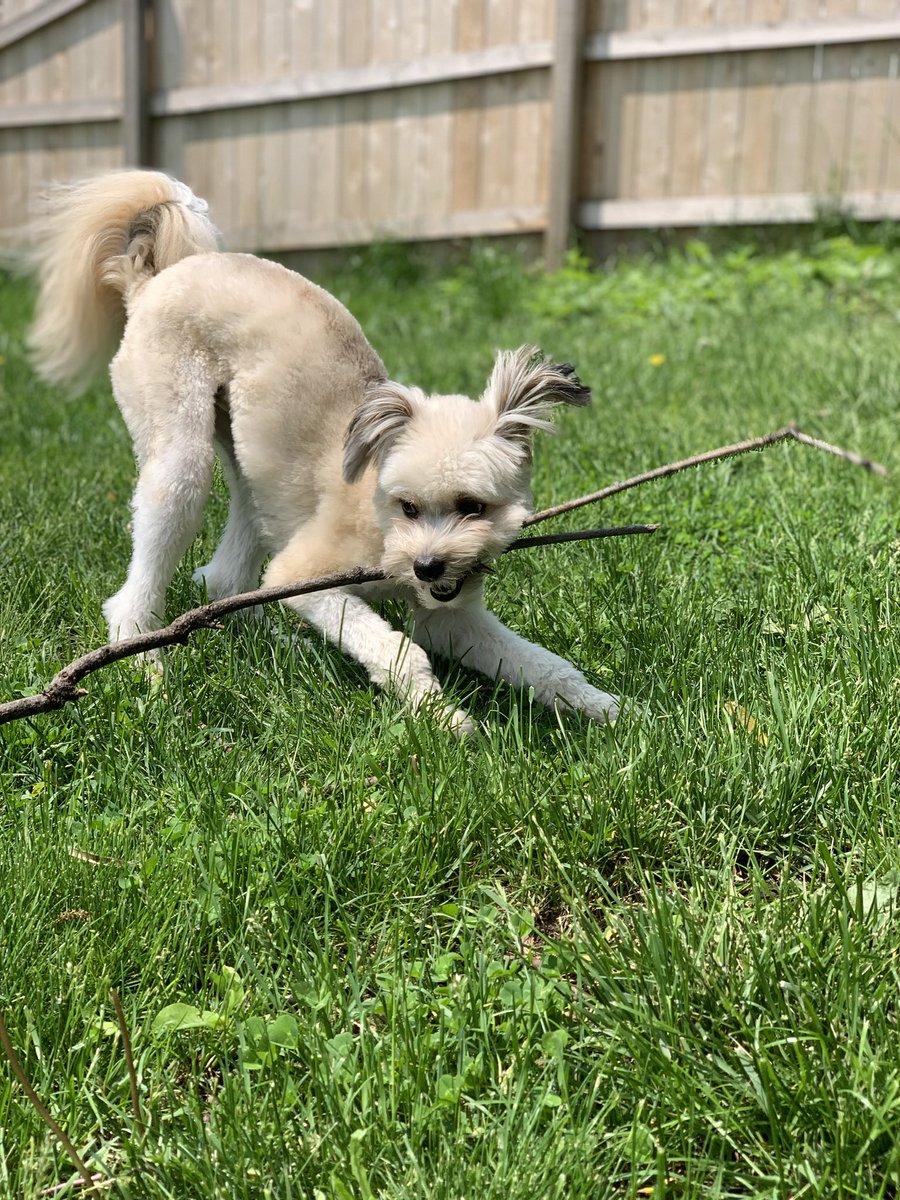 LibbySkarin's tweet photo. Last up is Edgar. He doesn’t know if he lives in ND or SD or maybe the moon but he’s ready to get up and fight against bills that harm trans kids wherever he finds them. Doesn’t speak softly, does carry a big stick. #letkidsplay #dogsagainsttransphobia #NationalPuppyDay https://t.co/EZfUvVcBT1