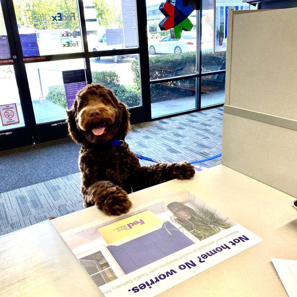 Does Fedex Ship Dogs