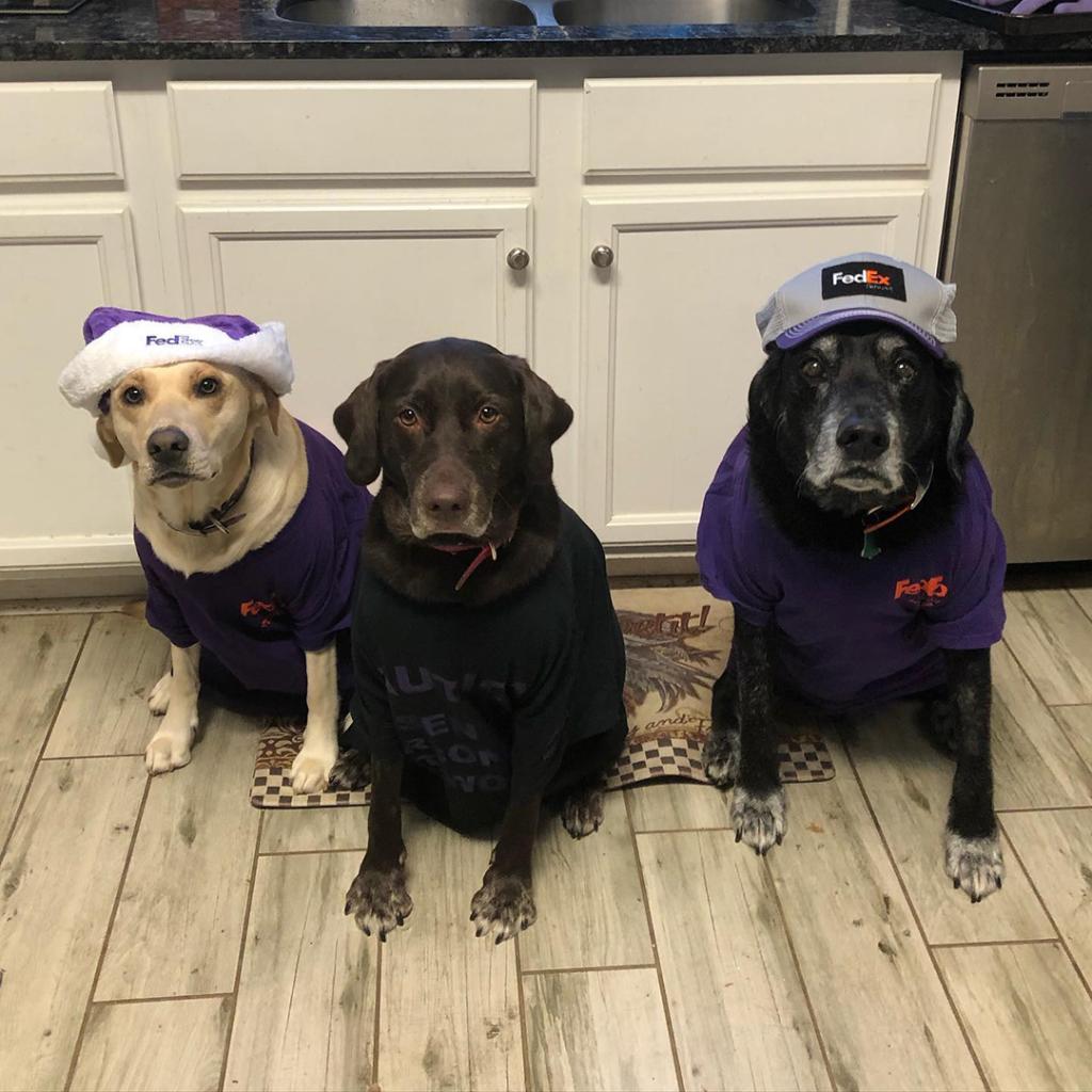 Does Fedex Ship Dogs