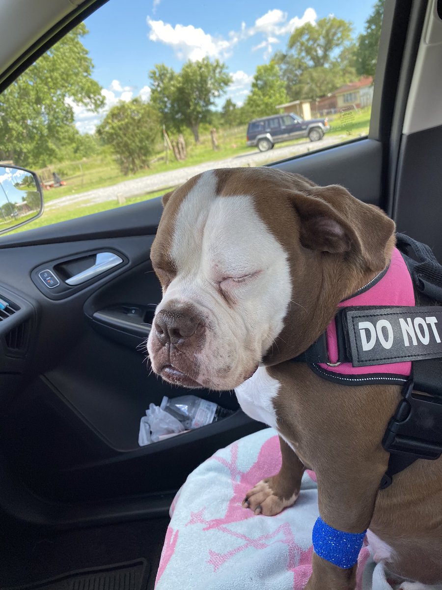 HerpinLauren's tweet photo. ✨PLEASE RETWEET✨
My sweet rescue baby needs two extensive surgeries that are going to cost upwards of $4500 each. If you can afford it, I’d so greatly appreciate any donations. If not, pleeassee retweet this. Go fund me linked below https://t.co/SItz2dsMSX