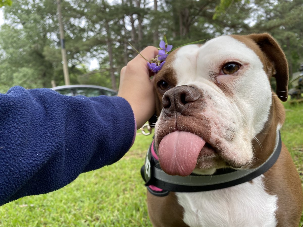 HerpinLauren's tweet photo. ✨PLEASE RETWEET✨
My sweet rescue baby needs two extensive surgeries that are going to cost upwards of $4500 each. If you can afford it, I’d so greatly appreciate any donations. If not, pleeassee retweet this. Go fund me linked below https://t.co/SItz2dsMSX