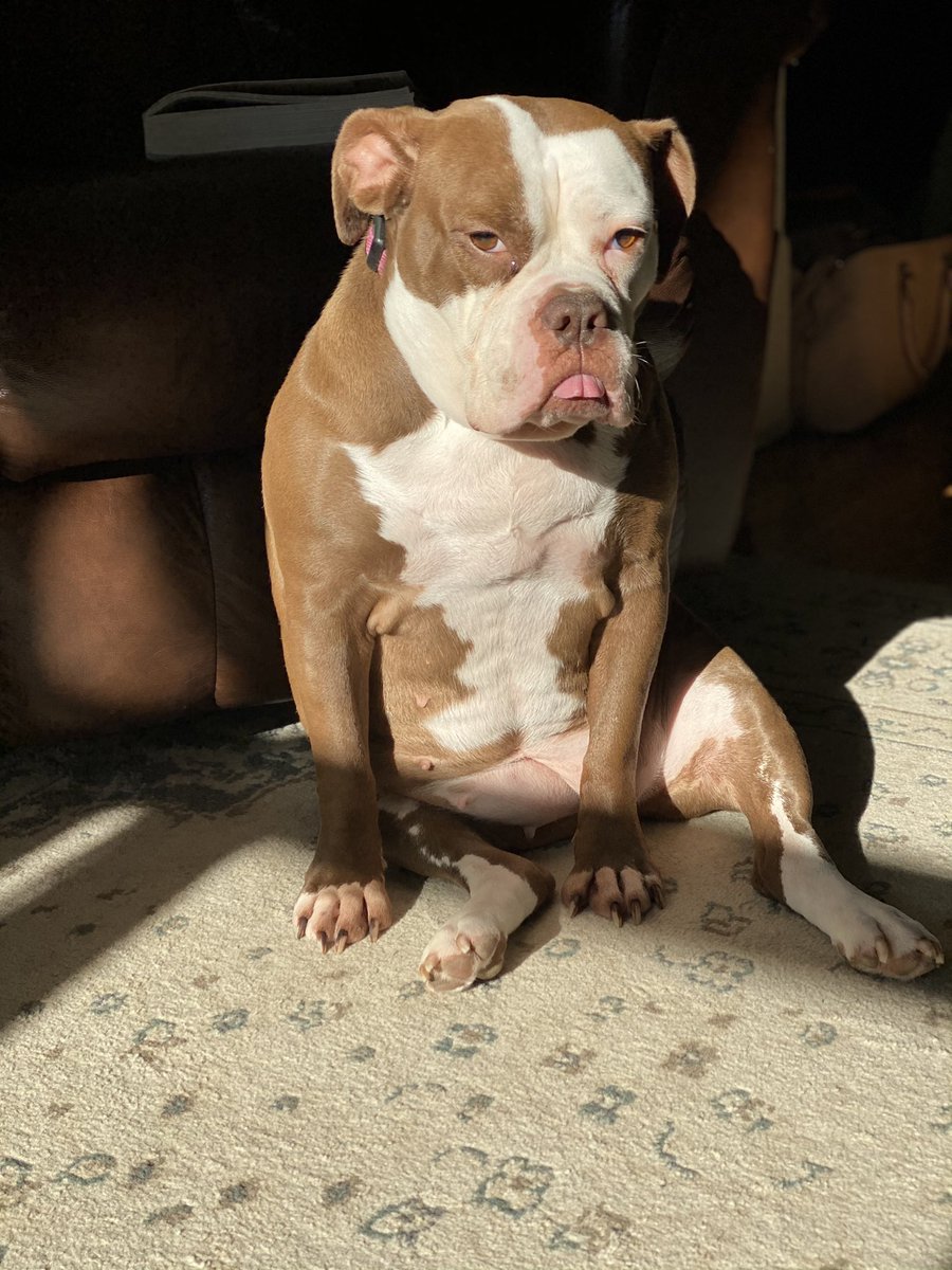 HerpinLauren's tweet photo. ✨PLEASE RETWEET✨
My sweet rescue baby needs two extensive surgeries that are going to cost upwards of $4500 each. If you can afford it, I’d so greatly appreciate any donations. If not, pleeassee retweet this. Go fund me linked below https://t.co/SItz2dsMSX