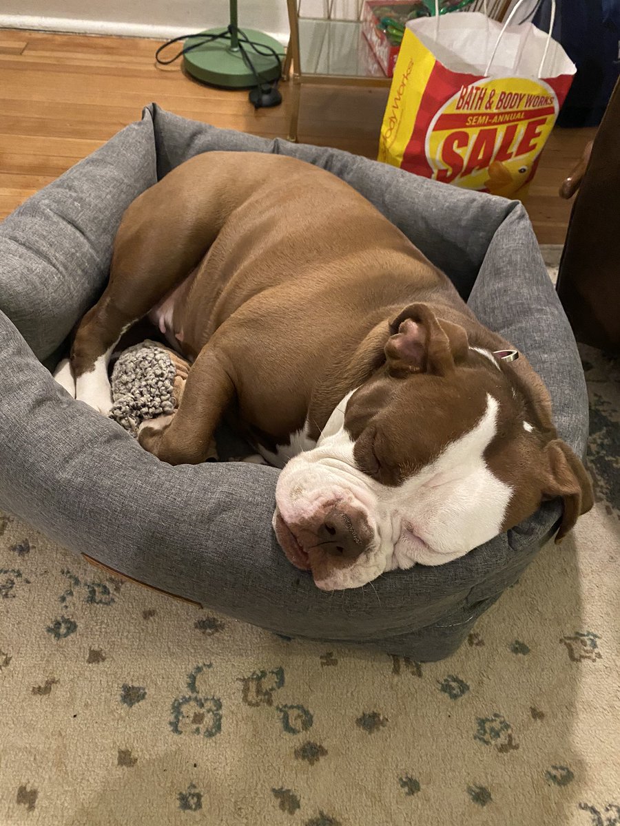 HerpinLauren's tweet photo. ✨PLEASE RETWEET✨
My sweet rescue baby needs two extensive surgeries that are going to cost upwards of $4500 each. If you can afford it, I’d so greatly appreciate any donations. If not, pleeassee retweet this. Go fund me linked below https://t.co/SItz2dsMSX