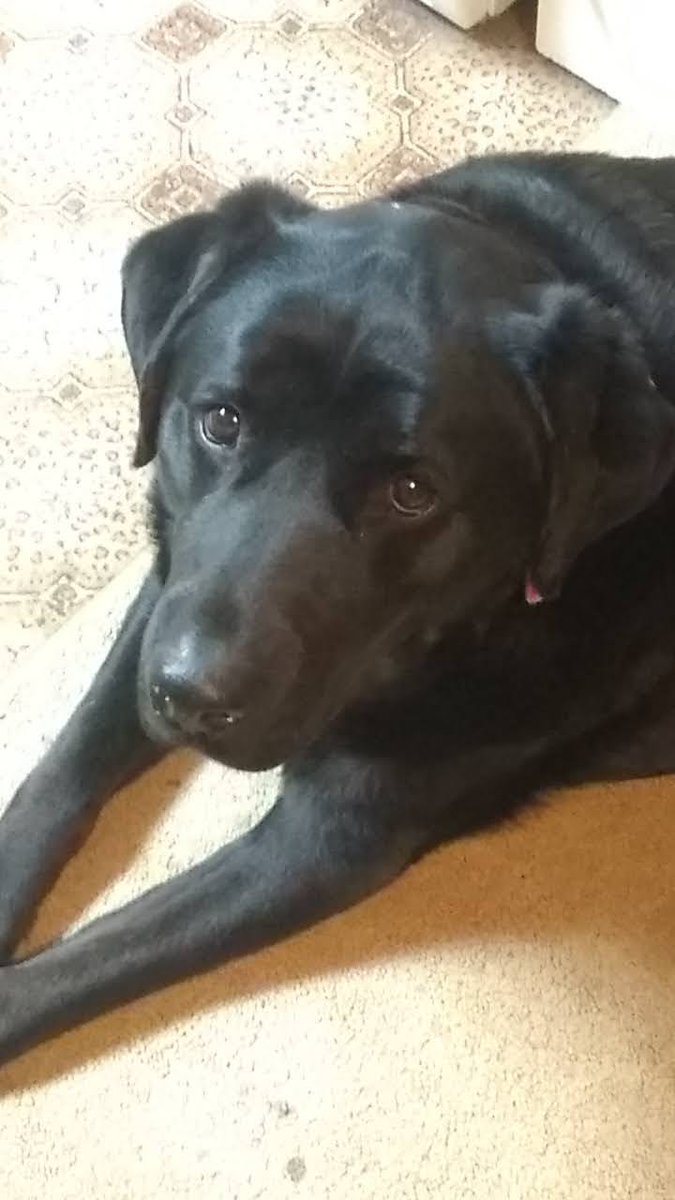 lthomas1602's tweet photo. @dog_rates This is Jasmine. She's our chief taste tester and guardian of the kitchen. https://t.co/agPzO3YK7M
