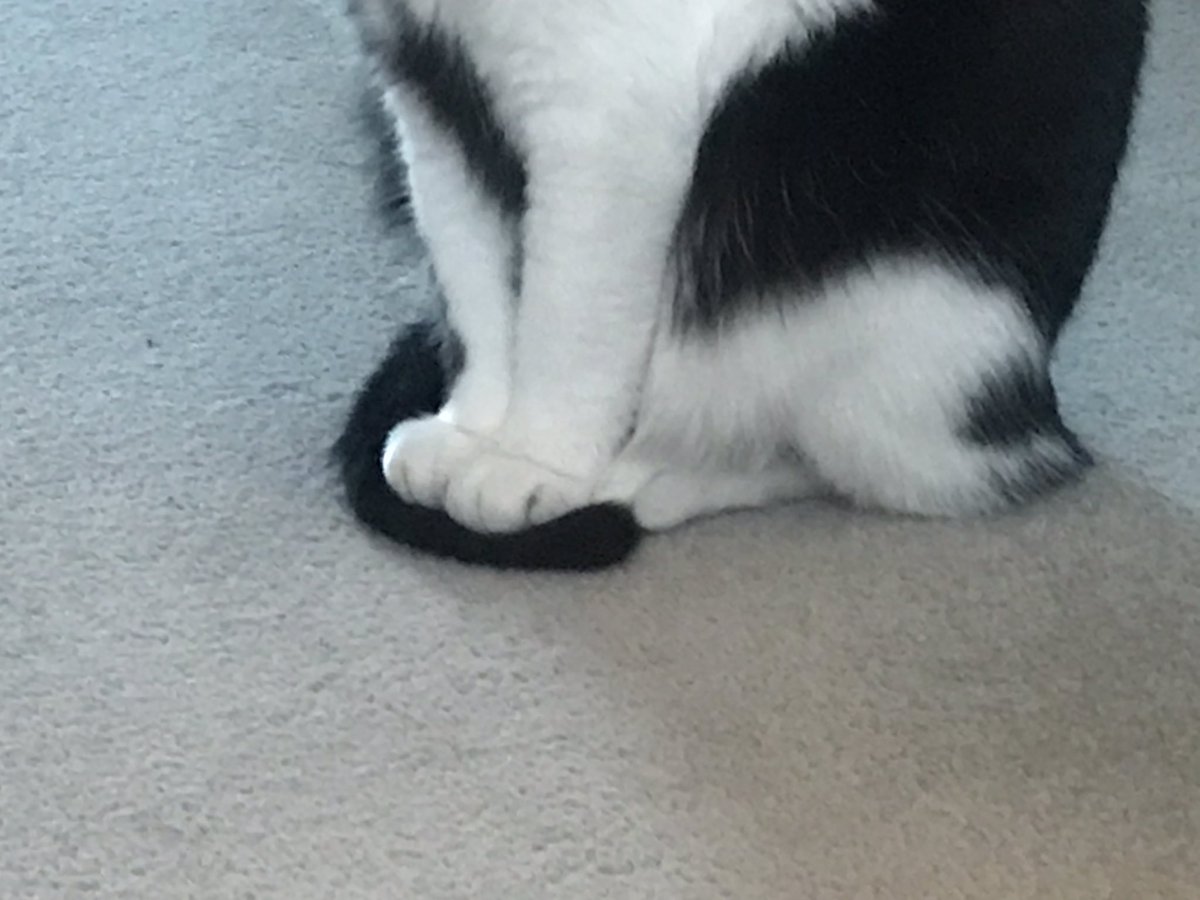 39_stephs's tweet photo. The cutest thing my cat does (lolz just kidding, he does so many cute things) is use his tail as a little cushion for his paws #timelinecleanser #everydayis #caturday https://t.co/K14Nc2zTaP