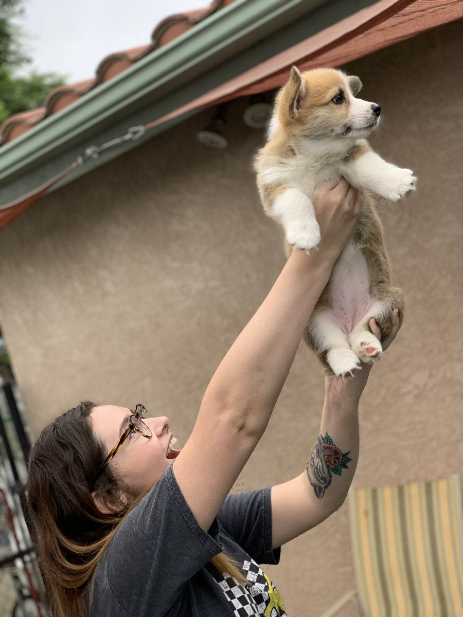 loafybcorgi's tweet photo. @dog_rates did me with sister @Emily_graceffa on da gotcha day when i smol https://t.co/Cg6tfpLcjT