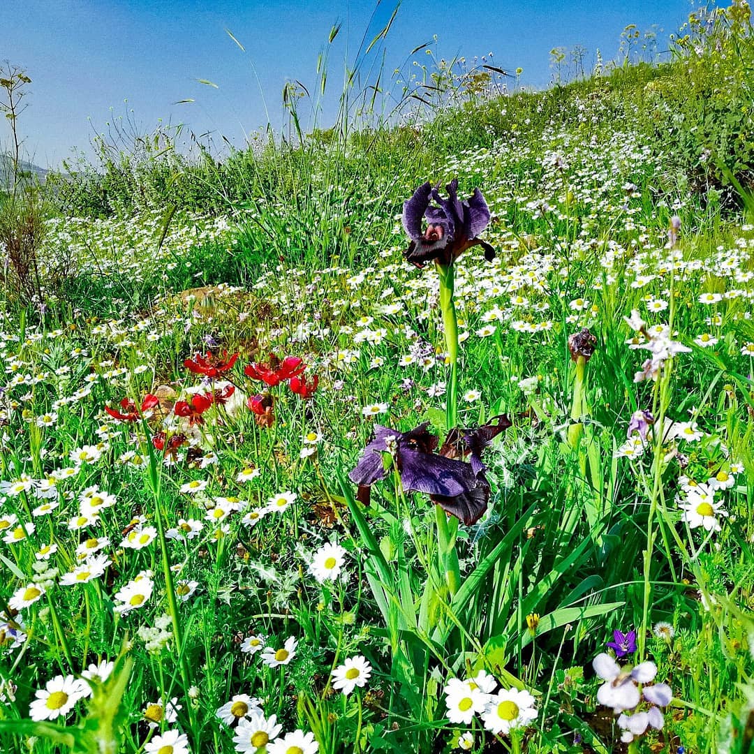 VisitJordanAR's tweet photo. السوسنة السوداء من النباتات النادرة التي يمكن أن تجدها في مناطق مختلفة في #الأردن 😍

تصوير: ciotka_z_jordanii

#زوروا_الأردن #حب_الأردن #الأردن https://t.co/VfpJmf7kSe