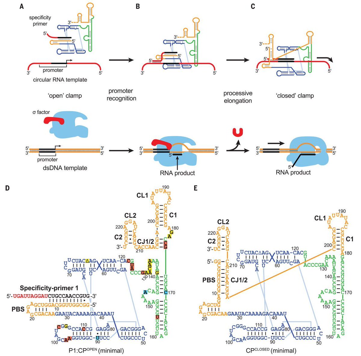 ScienceMagazine's tweet photo. The origin of self-replicating RNA molecules is thought to be the key that unlocked the possibility of life on Earth.
A new study identifies a promoter-based RNA polymerase ribozyme that shows just how this crucial leap could have been made possible. ($) https://t.co/ZshIcwoTmN https://t.co/nwLPV72zGG