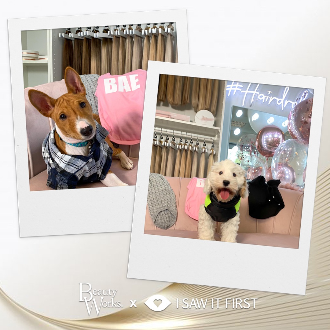 isawitfirst's tweet photo. ✨RT TO WIN✨
 
Happy #NationalPuppyDay 🙌 🐶 To celebrate, we've teamed up with @beauty_works to give away a hair styler, a hair care bundle &amp; £100 ISAW voucher💸
 
To enter:
✨LIKE &amp; RT this tweet
✨FOLLOW @isawitfirst &amp; @beauty_works 
 
*Ends midnight 24th March. T&amp;C'S apply https://t.co/G98pseq5nY