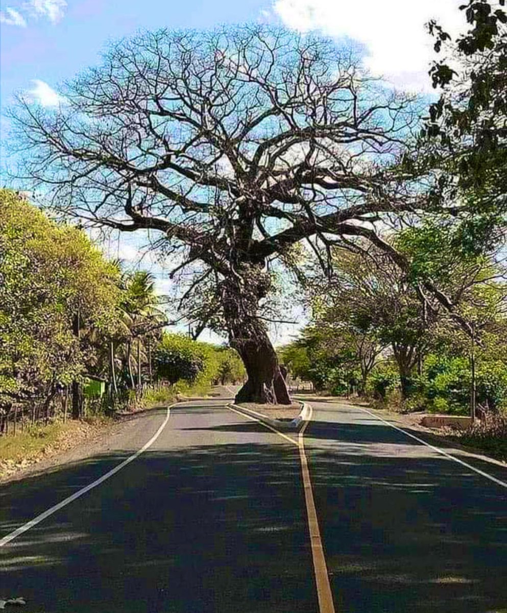 aesquinca's tweet photo. El árbol estaba ahí desde antes.
Esto se llama #respeto 👍🏻
#EfectoPositivo https://t.co/IHSsUOkVdO