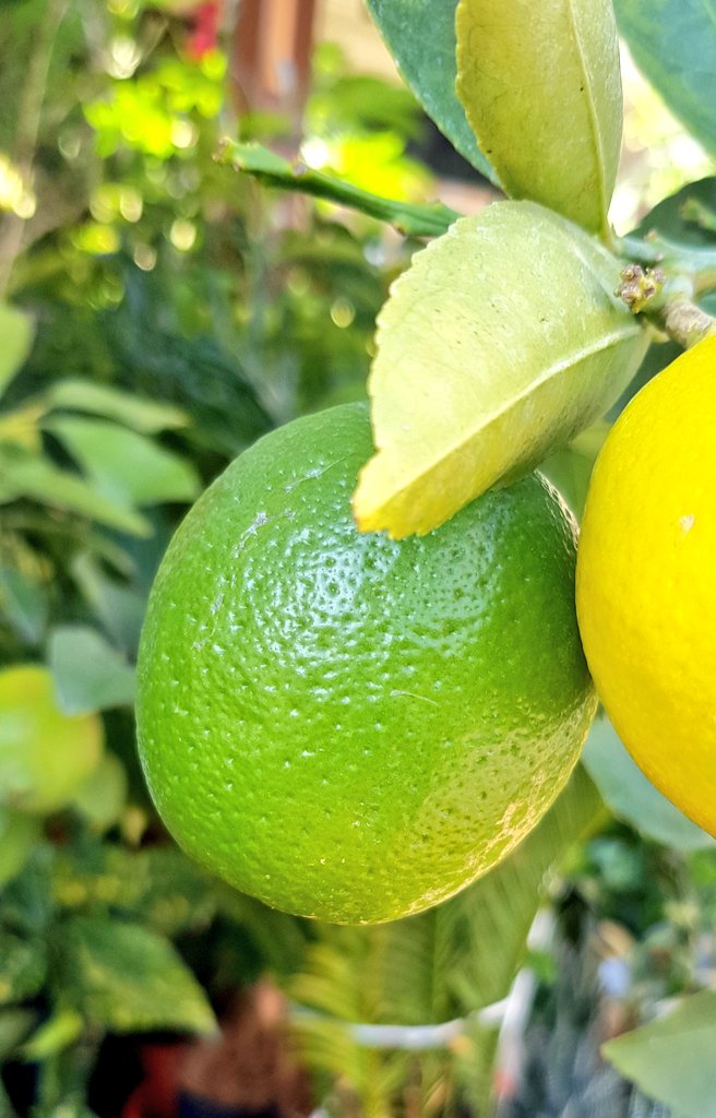 30 Mart 2021 saat 21:⁰⁰ a kadar bu twete RT eden 2 takipçimize görseldeki limon fidesini çekilişle hediye ediyoruz.🐞