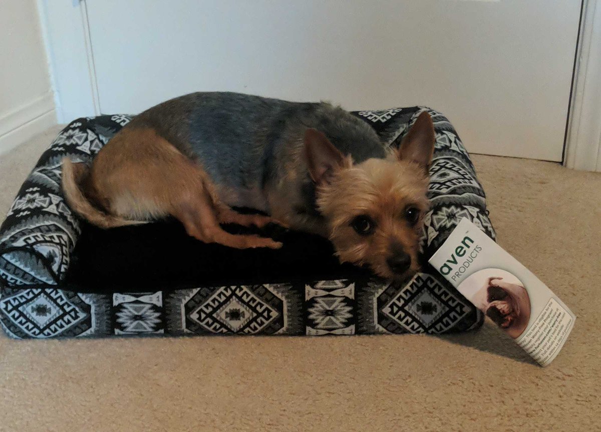 More cute pups for your feed 😍

Meet Rocky, Louie and Ollie