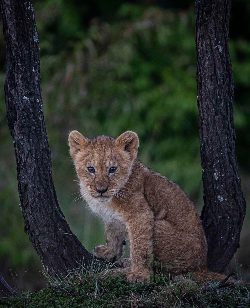 U-turn <a href="/KichecheCamps/">Kicheche Camps</a> kicheche.com/kicheche-valle…
Was just leaving this big Naboisho pride as they were pretty full but then this youngster tottered over and posed so I turned back ...
<a href="/MaraNaboisho/">Mara Naboisho </a> <a href="/MaraPredator/">Mara Predator Conservation Programme</a> #photosafari #kichechecamps <a href="/magicalkenya/">Kenya Tourism Board</a>