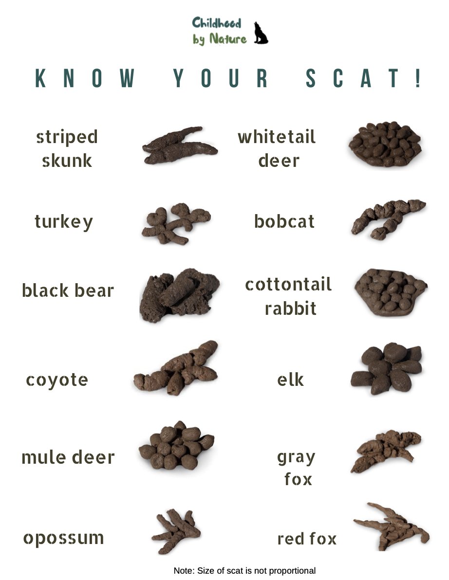 fox scat fox scat
