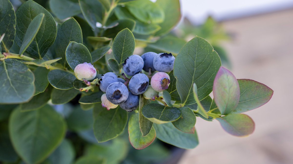 Bushel and Berry® tweet media