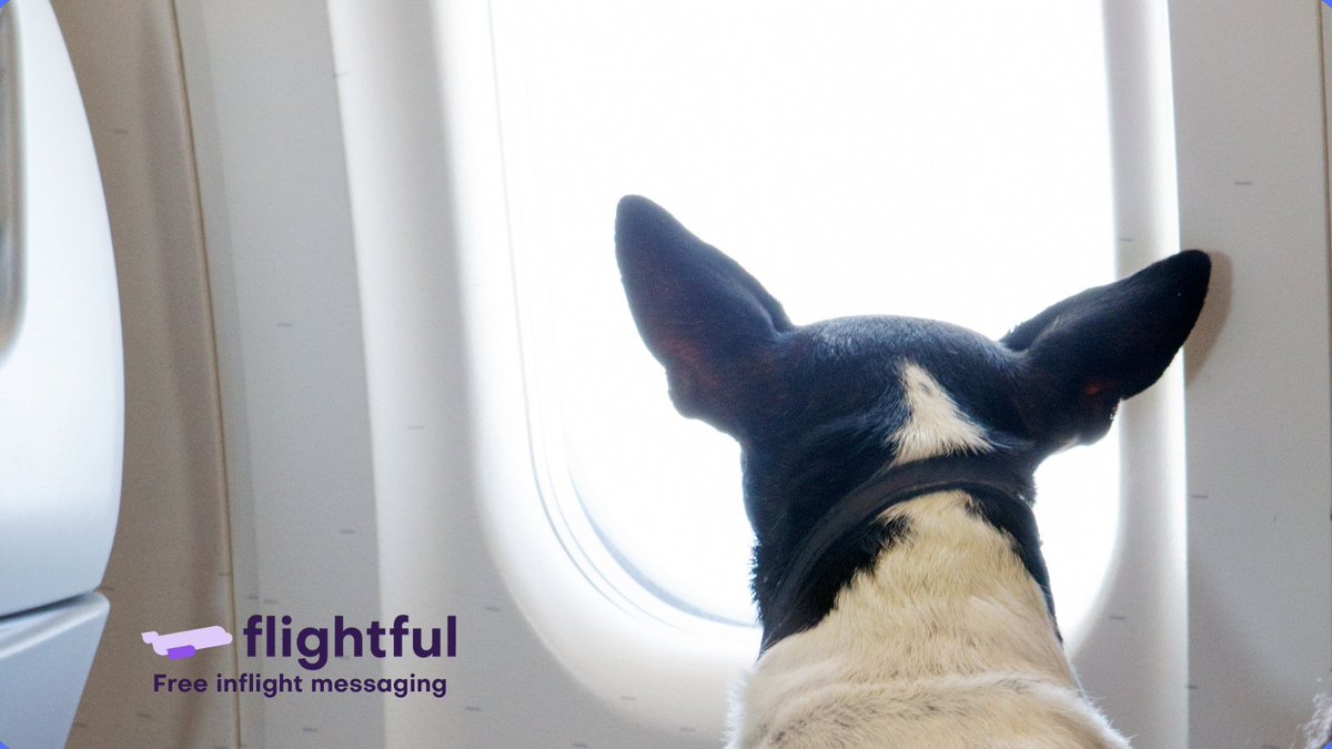 Flightfulapp's tweet photo. When you have to settle for the middle seat. Fly with Flightful and get free inflight messaging no matter where you're seated 😃   Get it here https://t.co/Km048lMs8v
#NationalPuppyDay #travel #apex #fte #inflight #wifi #travelapp #tech #airtravel #aviation https://t.co/a1NCJz2UXY