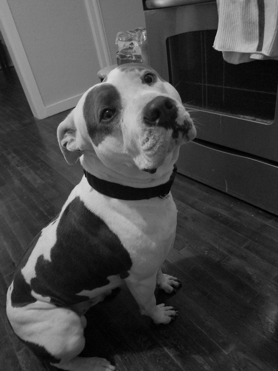 Say hi to my boy Rocky !! #NationalPuppyDay