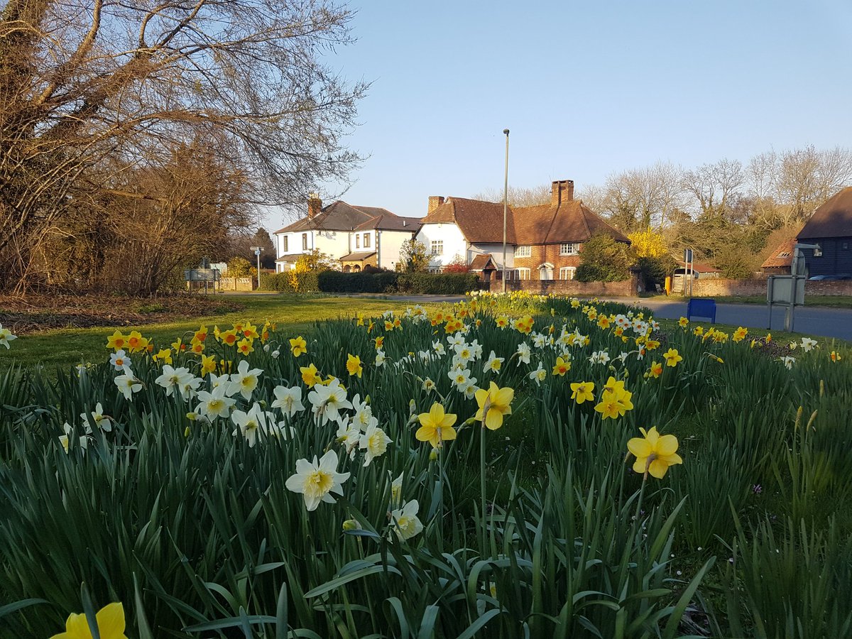 Spring in the air near home today <a href="/welovewoking/">We Love Woking</a> <a href="/egleyrd/">Save Egley Road #Mayford #Greenbelt #Woking</a> <a href="/mayfordvs/">Mayford Village Society</a> <a href="/MayfordAFC/">Mayford Athletic Football Club</a> <a href="/VisitSurrey/">Visit Surrey</a>