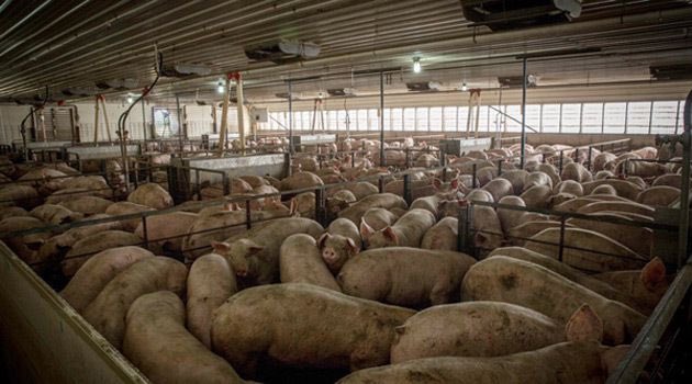 SiebelinkJeroen's tweet photo. Hardnekkig, dat virus. Net als het eten van vlees trouwens. Laat die twee nou eens gevolg en oorzaak zijn... De volgende pandemie is een kwestie van tijd. Waarschijnlijk begint ie in Brabant, ons eigen Wuhan. Misschien hier eens conclusies uit trekken?

#persconferentie
#govegan https://t.co/wnoGhtJ6I1