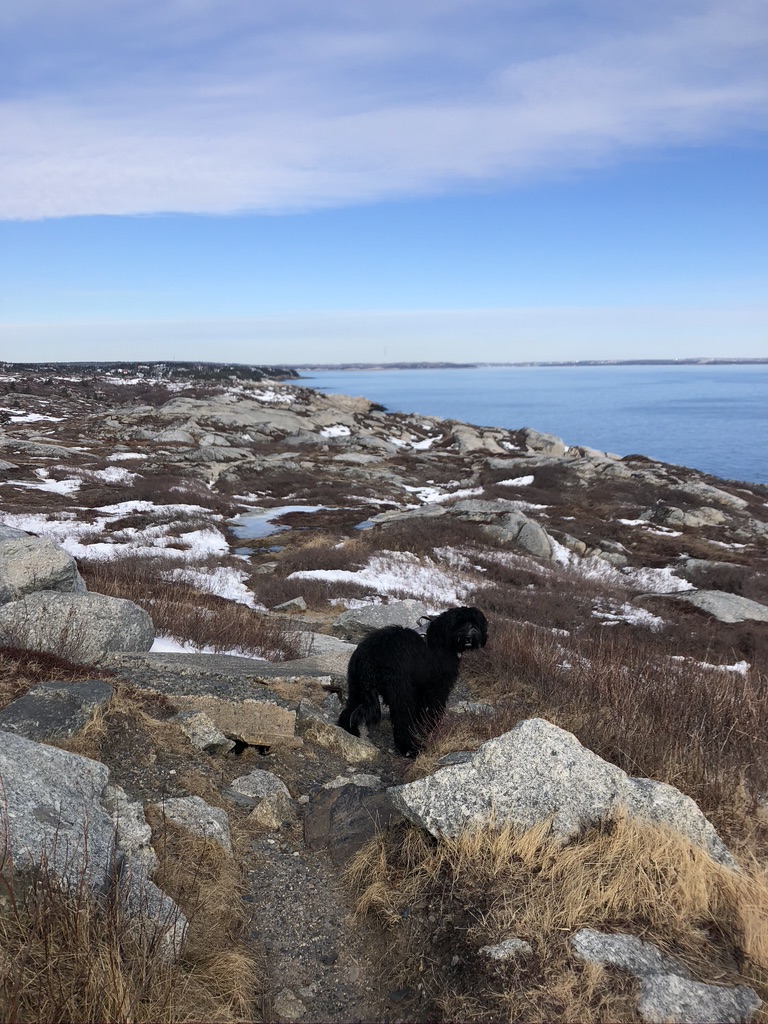 Happy #PuppyDay to all the covid pups and Orca! Thanks for helping me enjoy the beauty of NS