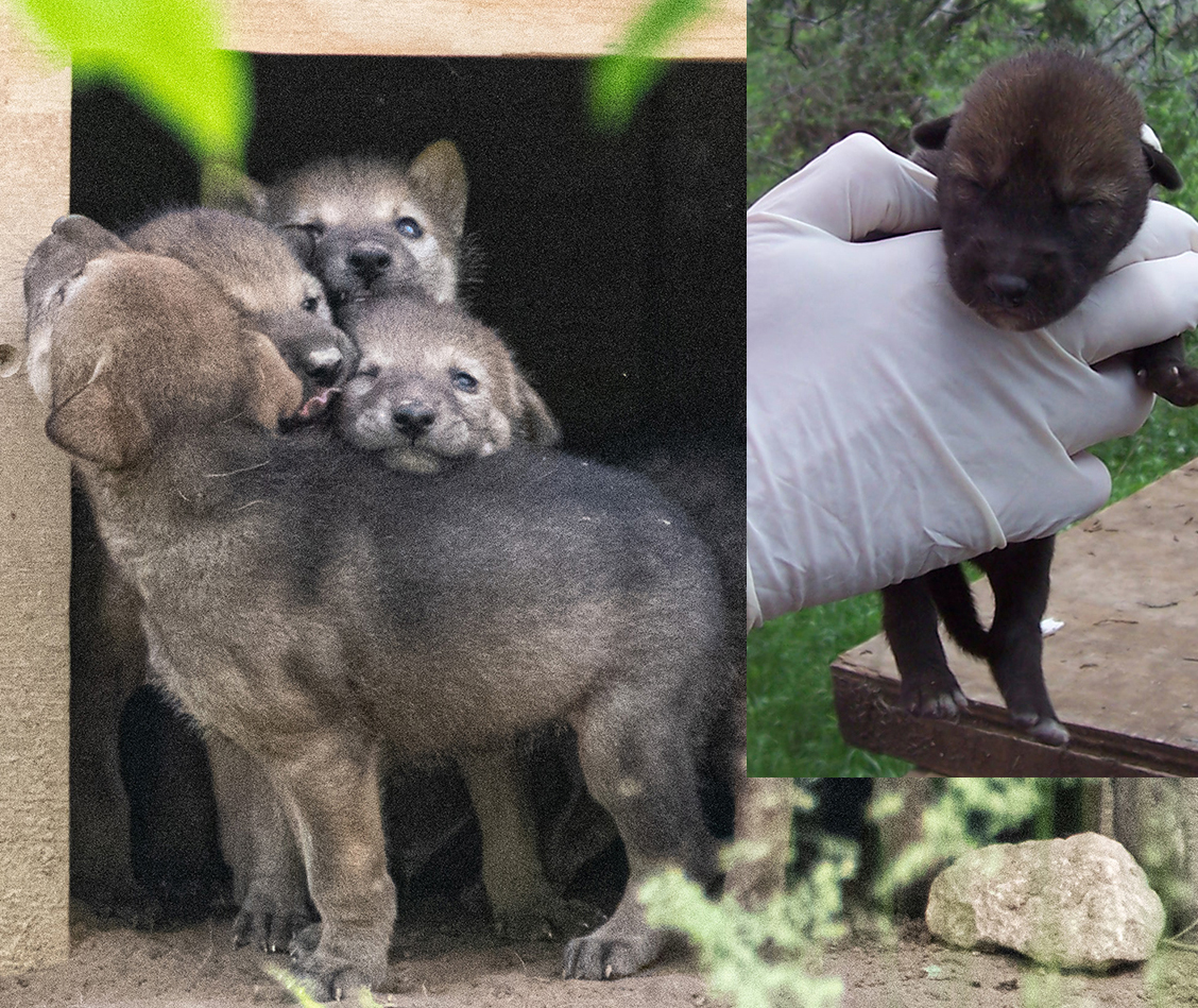 FossilRim's tweet photo. The #ManedWolf arrived at Fossil Rim in 1990 &amp; 38 #pups have been born here. The #endangered American #RedWolf has lived here since 1989 &amp; 31 pups have been born here. The endangered #MexicanWolf came here in 1990 &amp; 9 pups have been born here. #NationalPuppyDay #PuppyDay https://t.co/XhQQNDn7Ys