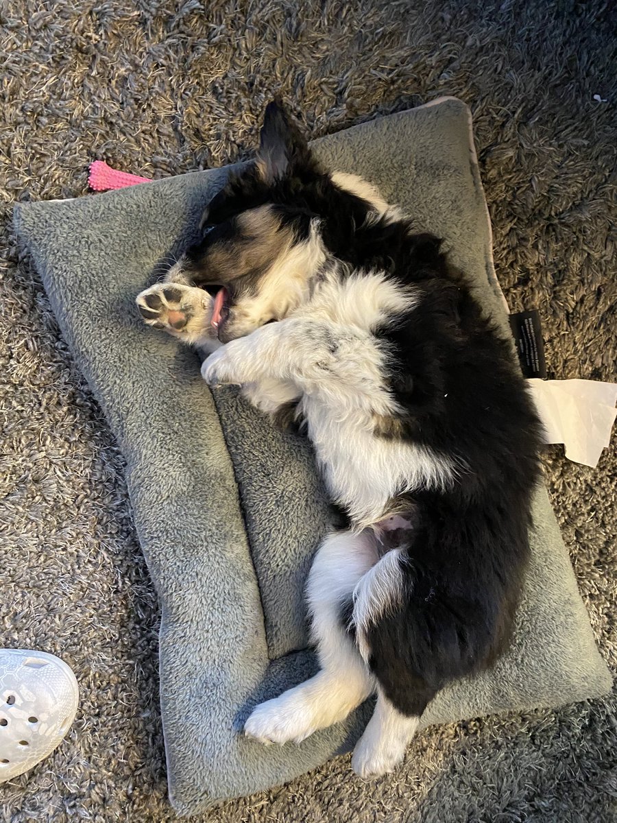AustinGreen71's tweet photo. @dog_rates https://t.co/4zm669OK1J