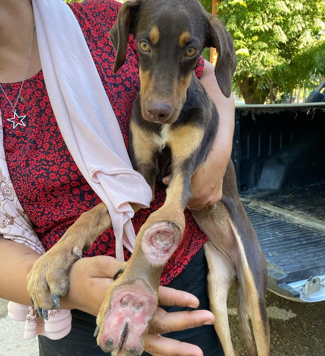 bichossgo's tweet photo. Volvimos a Twitter porque necesitamos MAXIMA DIFUSIÓN a este caso URGENTE.⚠️

Encontramos a esta pequeña con su mano DESTRUÍDA, hay que amputarla! es sólo una cachorra y ya sufrió mucho.  Necesitamos cubrir su cirugía. 
Por favor, ¿te sumas?🥺🙏
$10, $50 o $100.
AYUDANOS CON 1 RT https://t.co/yB2Yk60lIa