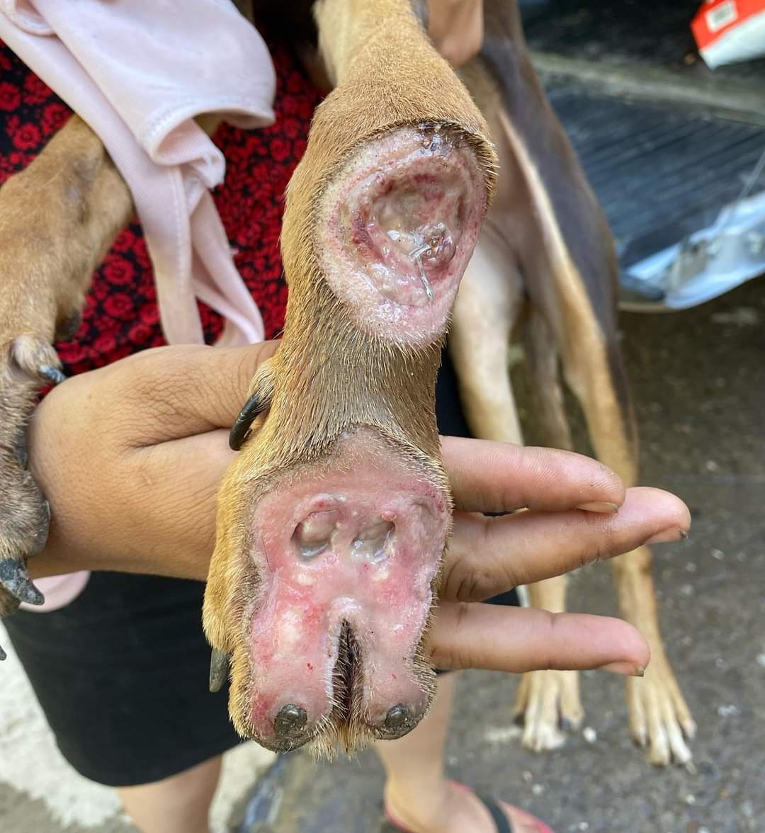 bichossgo's tweet photo. Volvimos a Twitter porque necesitamos MAXIMA DIFUSIÓN a este caso URGENTE.⚠️

Encontramos a esta pequeña con su mano DESTRUÍDA, hay que amputarla! es sólo una cachorra y ya sufrió mucho.  Necesitamos cubrir su cirugía. 
Por favor, ¿te sumas?🥺🙏
$10, $50 o $100.
AYUDANOS CON 1 RT https://t.co/yB2Yk60lIa