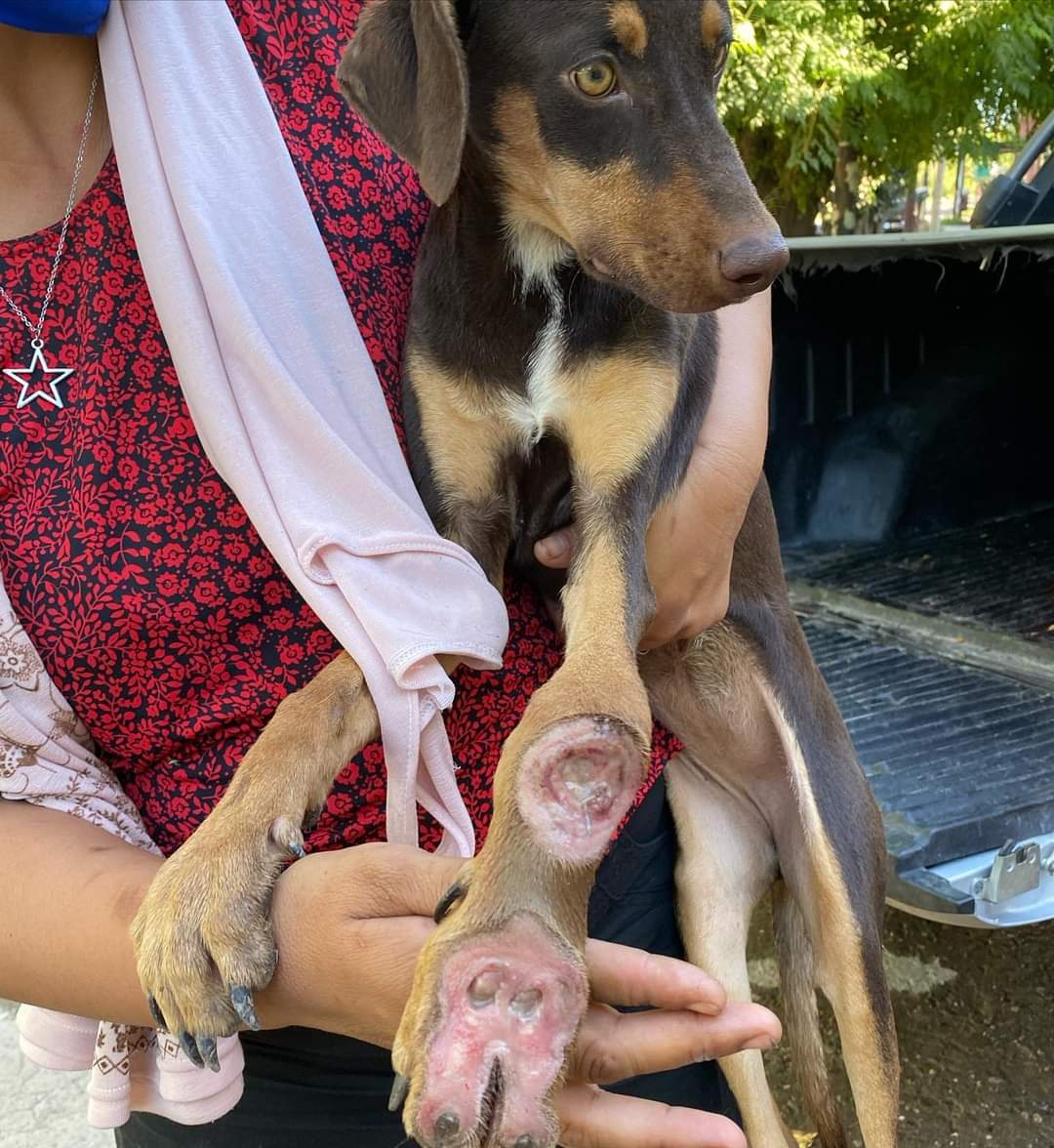 bichossgo's tweet photo. Volvimos a Twitter porque necesitamos MAXIMA DIFUSIÓN a este caso URGENTE.⚠️

Encontramos a esta pequeña con su mano DESTRUÍDA, hay que amputarla! es sólo una cachorra y ya sufrió mucho.  Necesitamos cubrir su cirugía. 
Por favor, ¿te sumas?🥺🙏
$10, $50 o $100.
AYUDANOS CON 1 RT https://t.co/yB2Yk60lIa